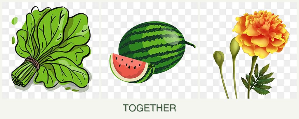 Can you plant spinach, melons and marigolds together?
