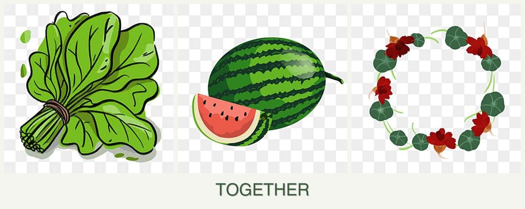 Can you plant spinach, melons and nasturtiums together?
