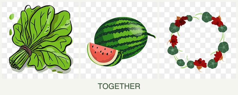 Can you plant spinach, melons and nasturtiums together?