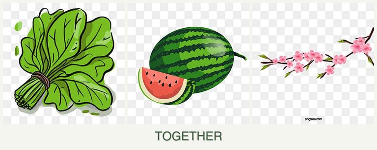 Can you plant spinach, melons and peaches together?