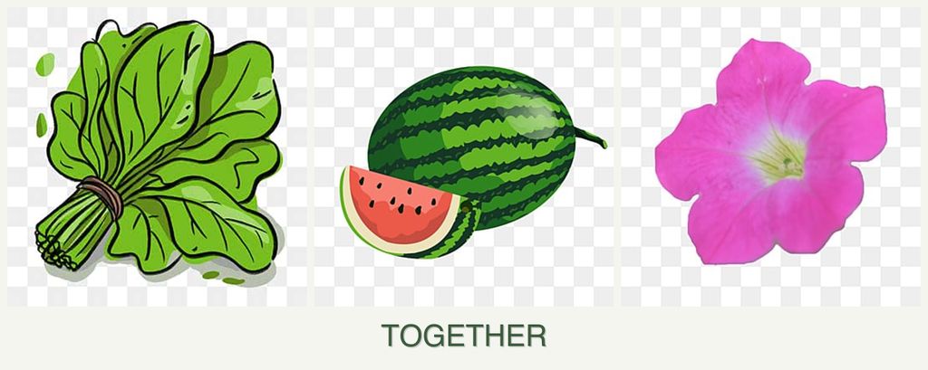 Can you plant spinach, melons and petunias together?