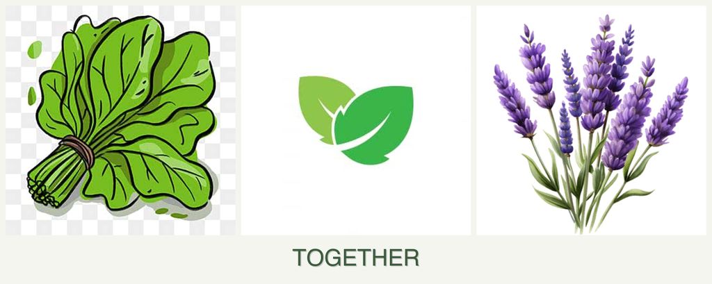 Can you plant spinach, mint and lavender together?