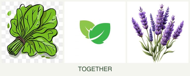 Can you plant spinach, mint and lavender together?