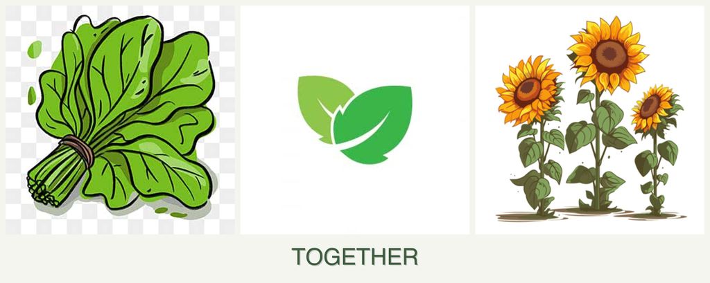 Can you plant spinach, mint and sunflowers together?