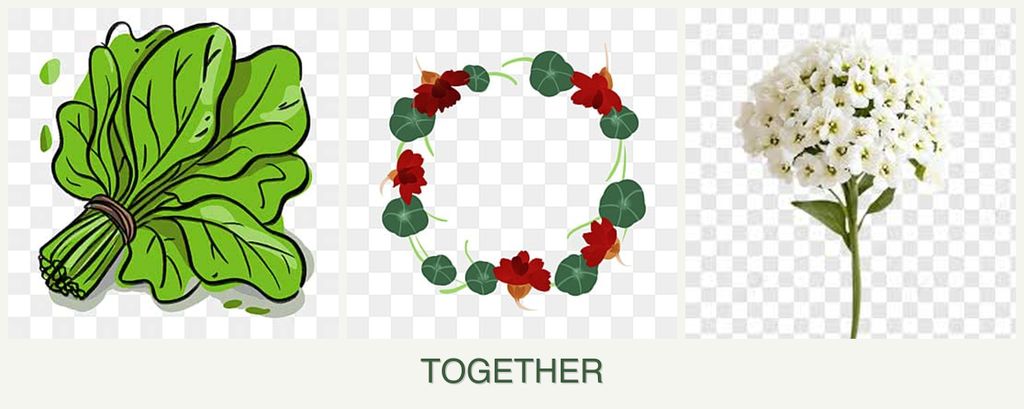 Can you plant spinach, nasturtiums and alyssum together?