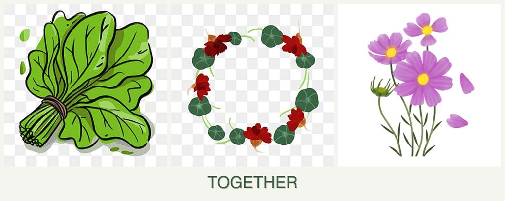 Can you plant spinach, nasturtiums and cosmos together?