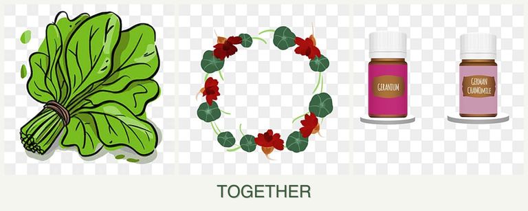 Can you plant spinach, nasturtiums and geraniums together?