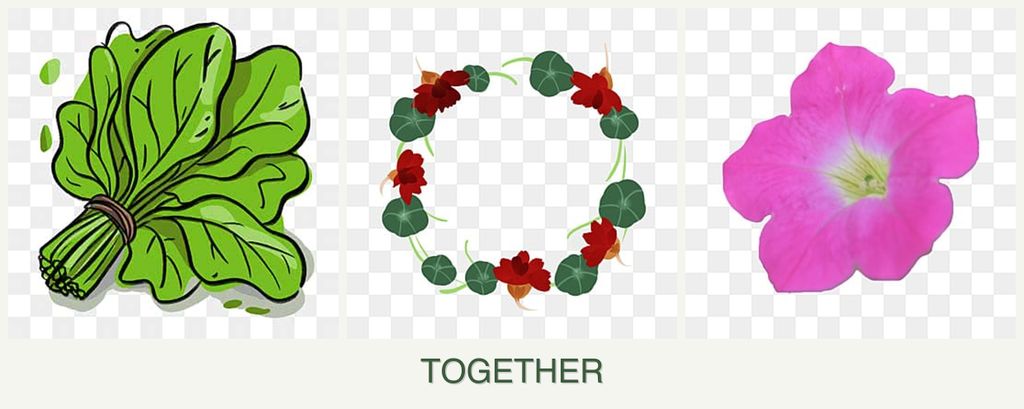 Can you plant spinach, nasturtiums and petunias together?