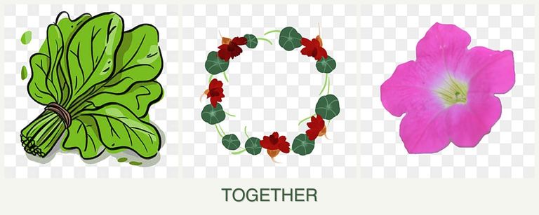 Can you plant spinach, nasturtiums and petunias together?