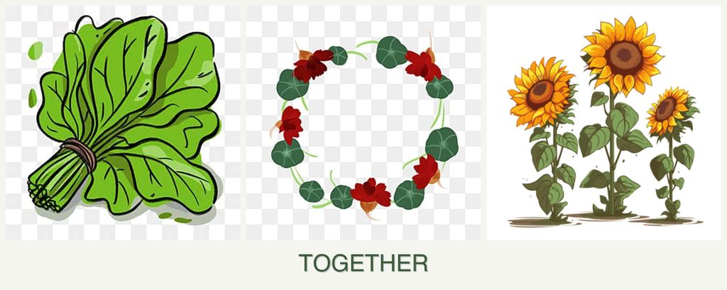 Can you plant spinach, nasturtiums and sunflowers together?