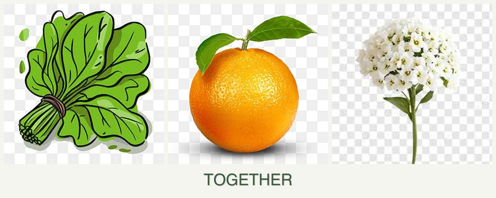Can you plant spinach, oranges and alyssum together?