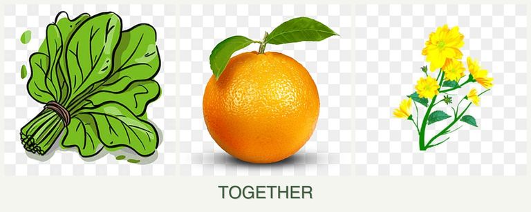 Can you plant spinach, oranges and calendula together?