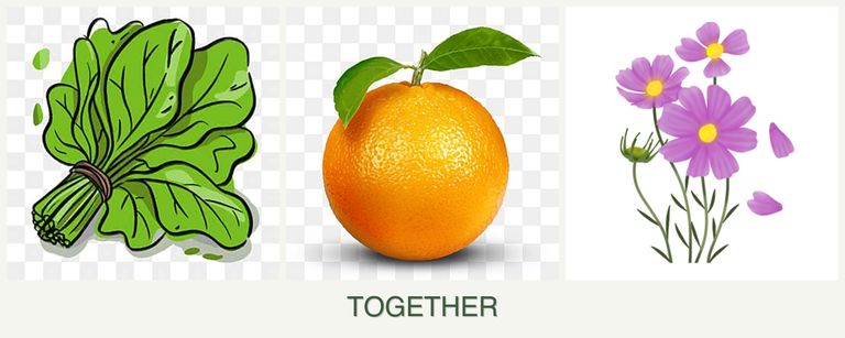 Can you plant spinach, oranges and cosmos together?