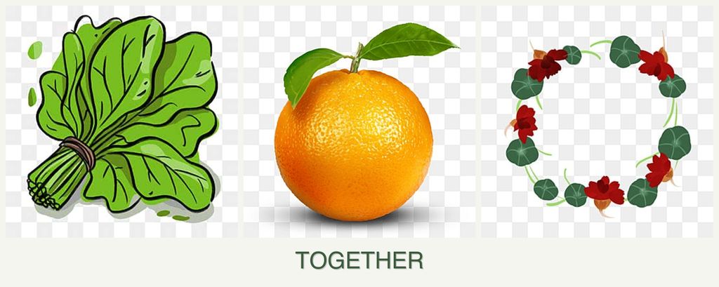 Can you plant spinach, oranges and nasturtiums together?