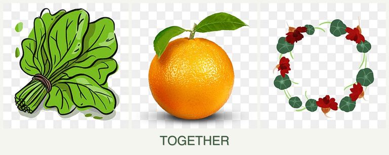 Can you plant spinach, oranges and nasturtiums together?
