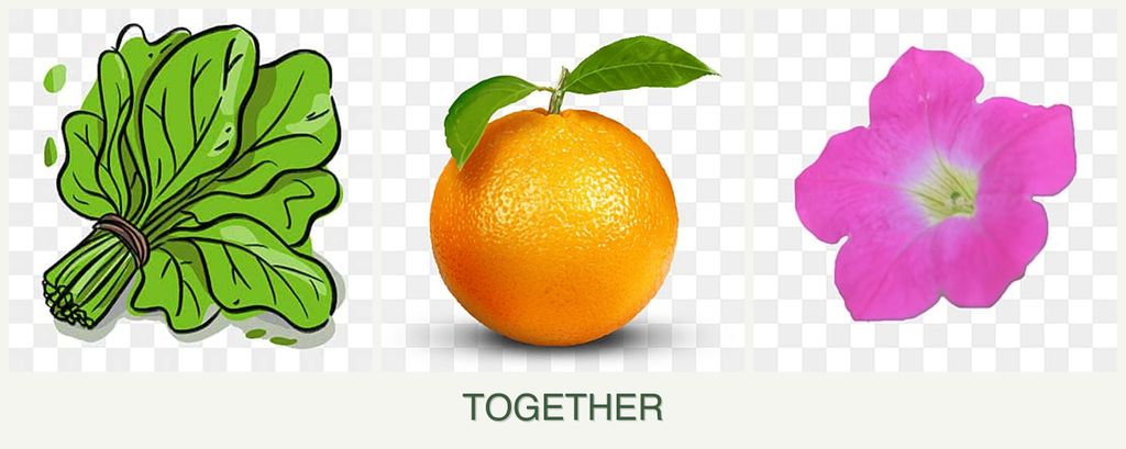 Can you plant spinach, oranges and petunias together?