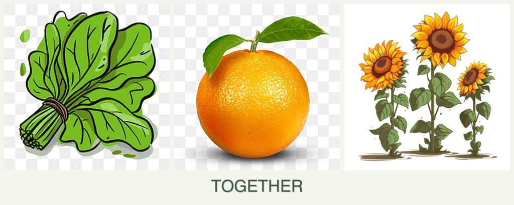 Can you plant spinach, oranges and sunflowers together?