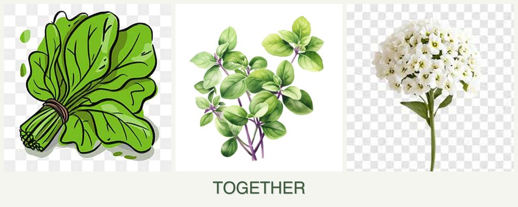 Can you plant spinach, oregano and alyssum together?