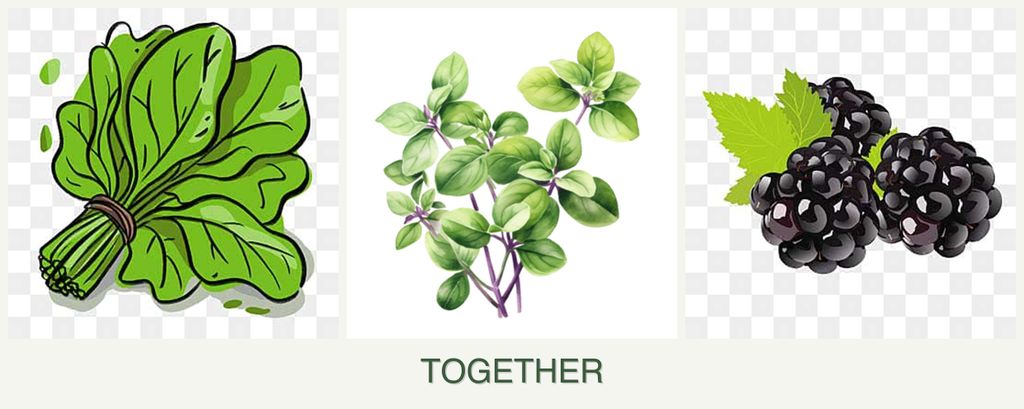 Can you plant spinach, oregano and blackberries together?