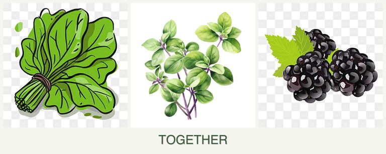Can you plant spinach, oregano and blackberries together?