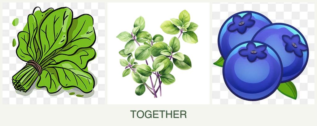Can you plant spinach, oregano and blueberries together?