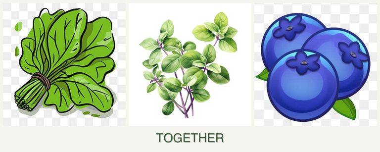 Can you plant spinach, oregano and blueberries together?