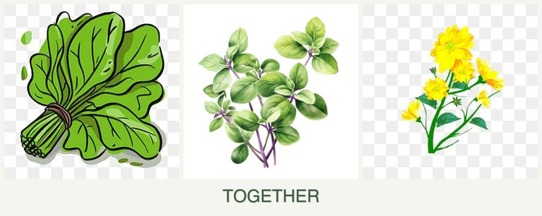 Can you plant spinach, oregano and calendula together?