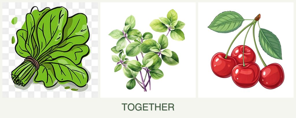 Can you plant spinach, oregano and cherries together?