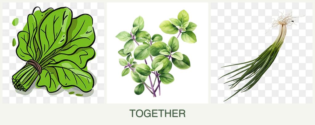 Can you plant spinach, oregano and chives together?
