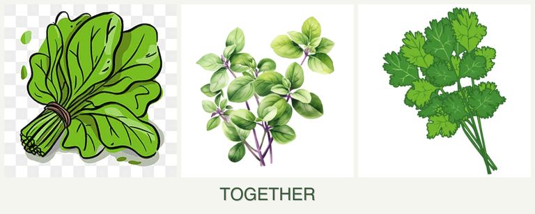 Can you plant spinach, oregano and cilantro together?