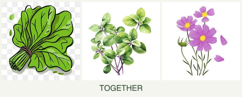 Can you plant spinach, oregano and cosmos together?