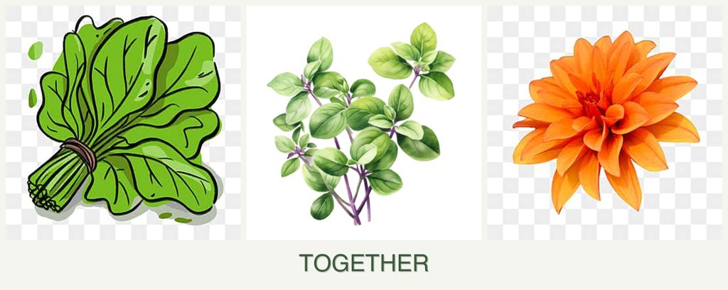 Can you plant spinach, oregano and dahlias together?
