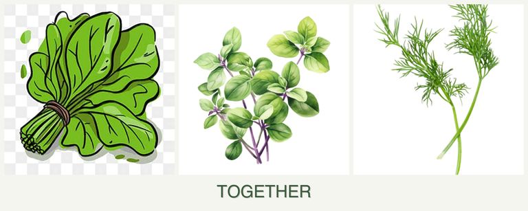 Can you plant spinach, oregano and dill together?
