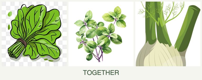 Can you plant spinach, oregano and fennel together?