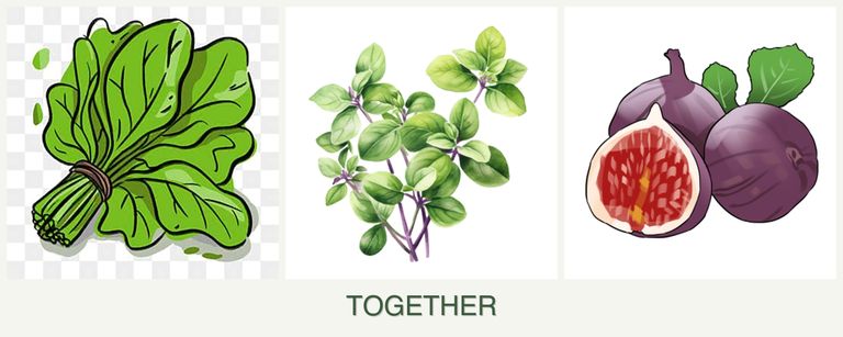 Can you plant spinach, oregano and figs together?
