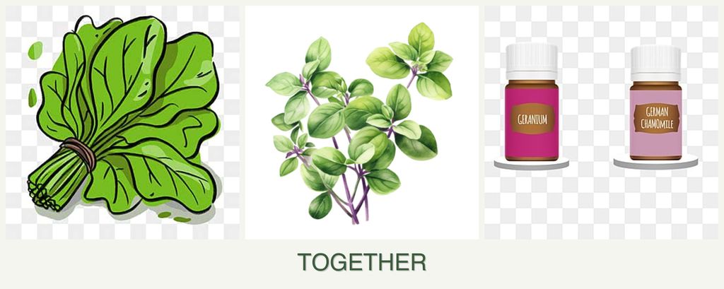 Can you plant spinach, oregano and geraniums together?