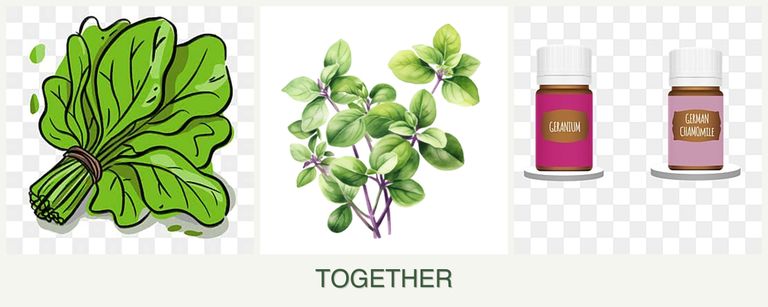Can you plant spinach, oregano and geraniums together?