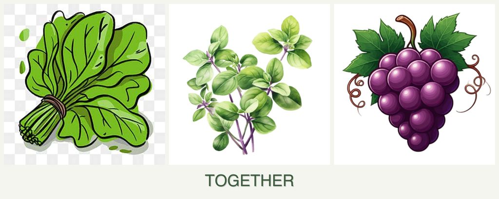 Can you plant spinach, oregano and grapes together?