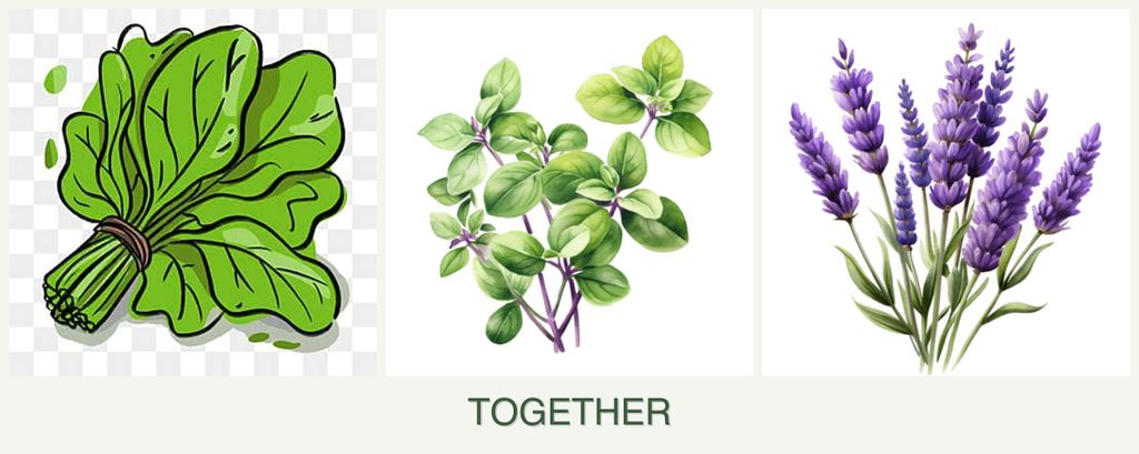 Can you plant spinach, oregano and lavender together?