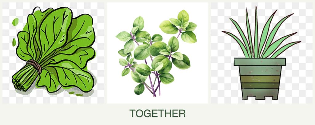 Can you plant spinach, oregano and lemongrass together?