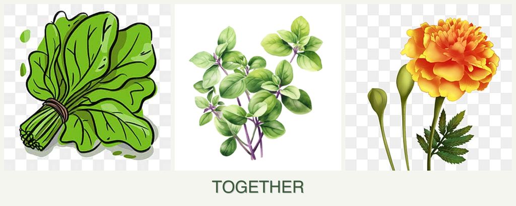 Can you plant spinach, oregano and marigolds together?