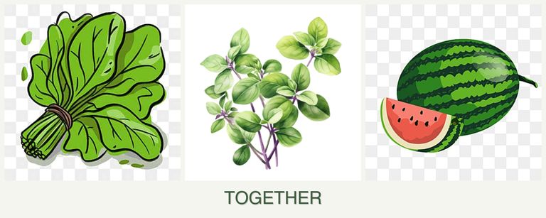 Can you plant spinach, oregano and melons together?