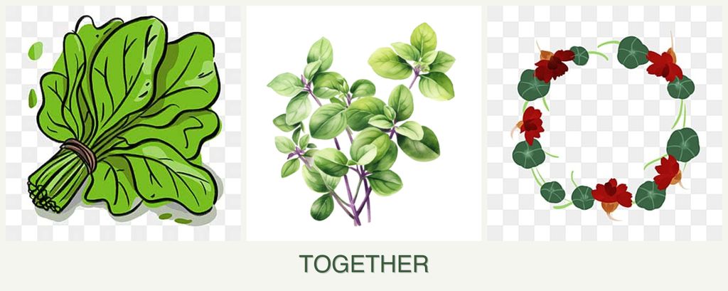 Can you plant spinach, oregano and nasturtiums together?