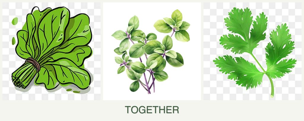 Can you plant spinach, oregano and parsley together?