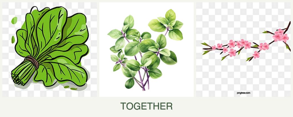 Can you plant spinach, oregano and peaches together?