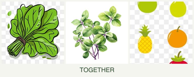 Can you plant spinach, oregano and pears together?