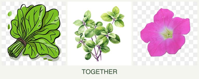 Can you plant spinach, oregano and petunias together?