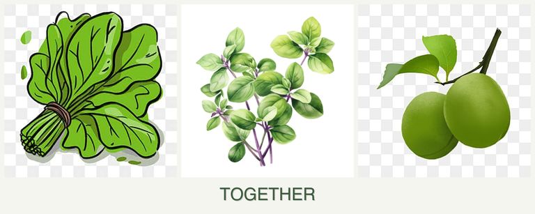 Can you plant spinach, oregano and plums together?