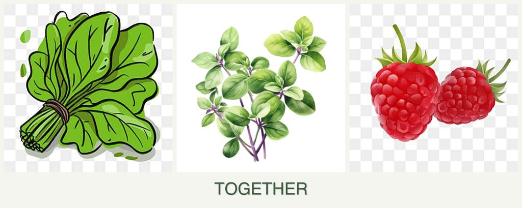 Can you plant spinach, oregano and raspberries together?
