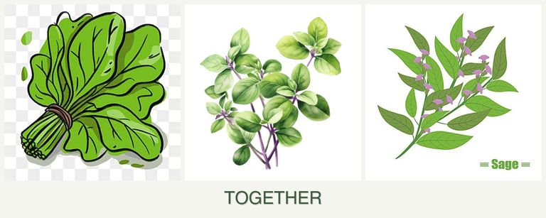 Can you plant spinach, oregano and sage together?
